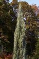 Juniperus scopulorum Witchita Blue Jałowiec skalny